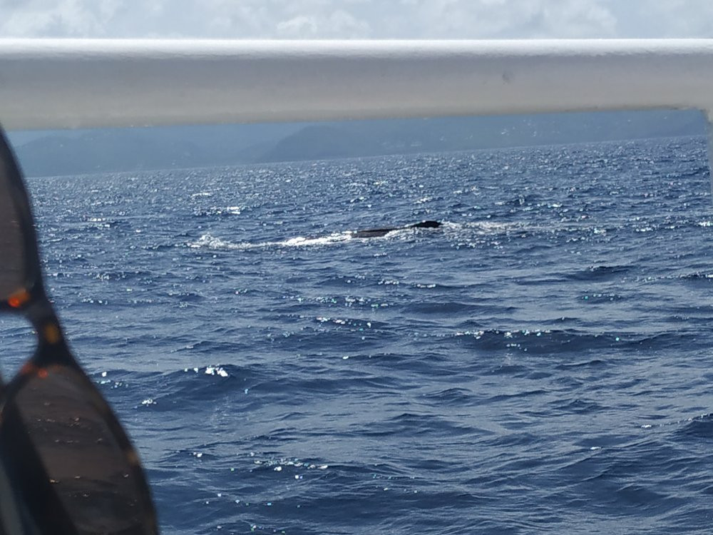 Whale Watching-Gourbeyre必去景点