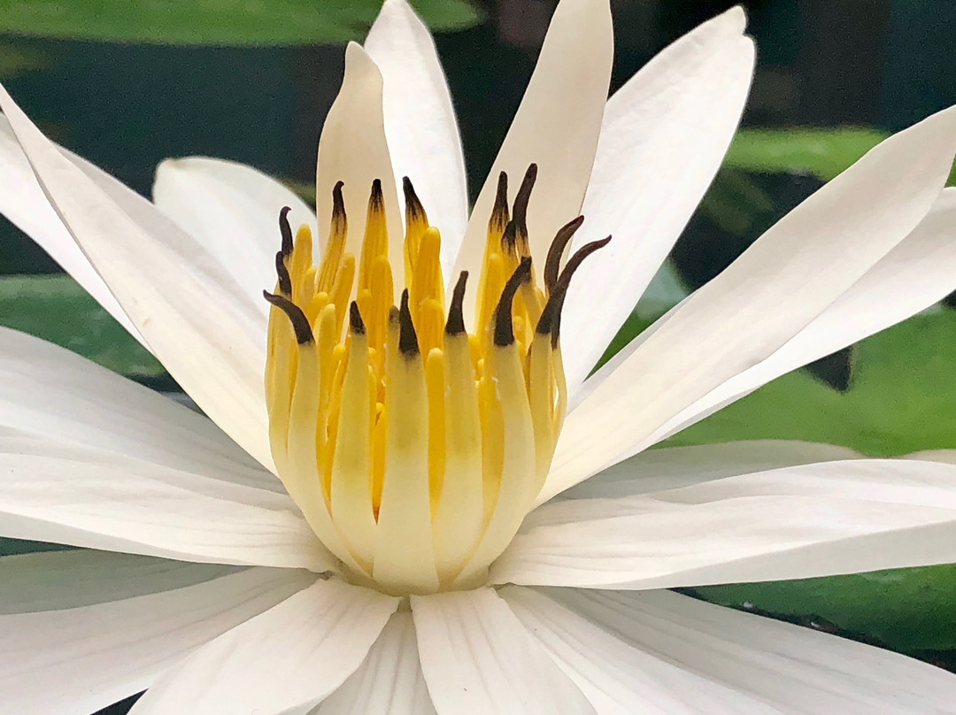 Kanasin酒店住宿-Casona 66 Merida  Boutique Hotel