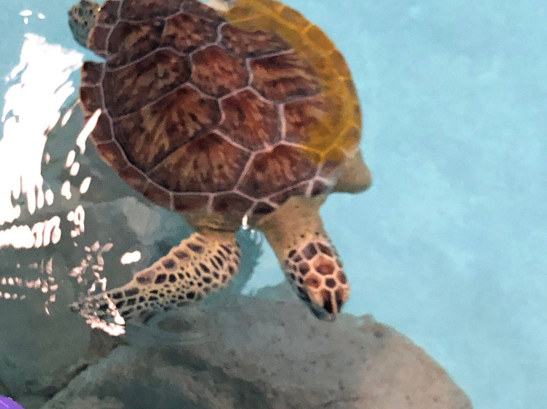 Navarre Beach Marine Sanctuary景点图片