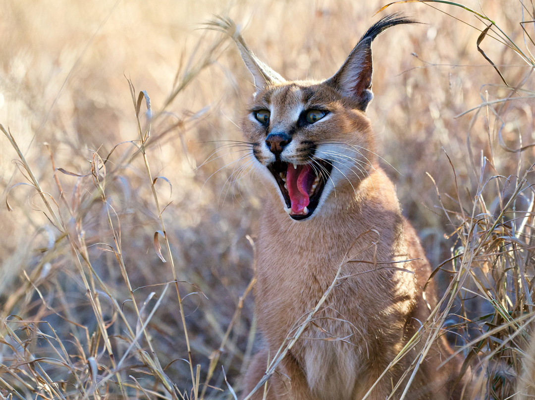 Flight of the Eagle Safaris & Tours-三图里恩必去景点