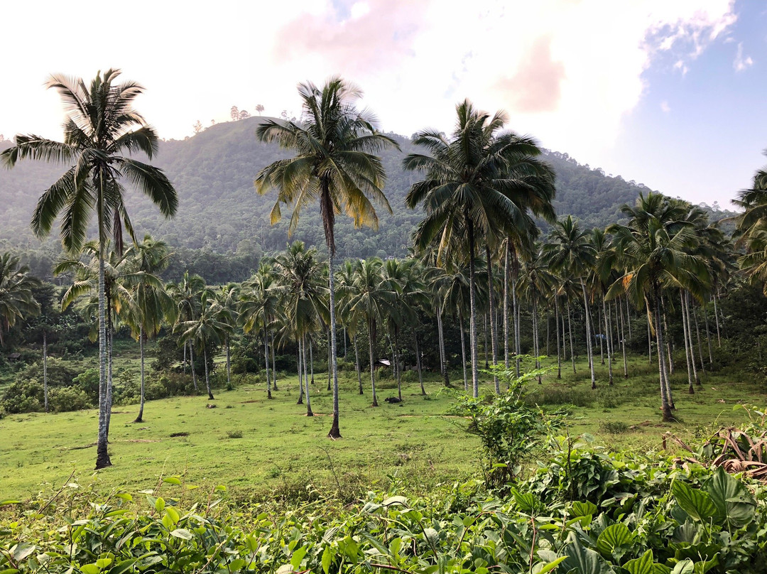 Ecolanka - Maussawa Estate主图