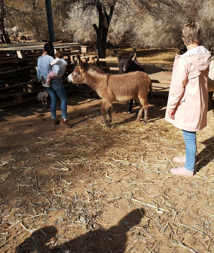 Karoo Donkey Sanctuary景点图片