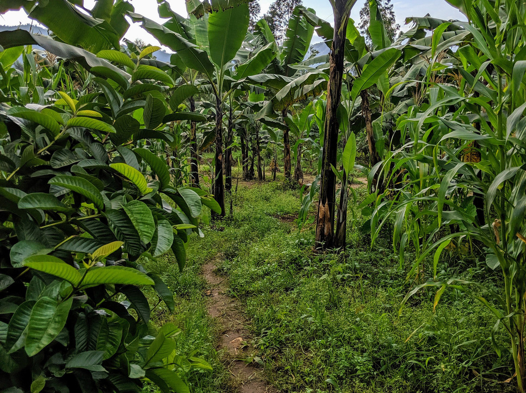 The Zaales' Homestay主图