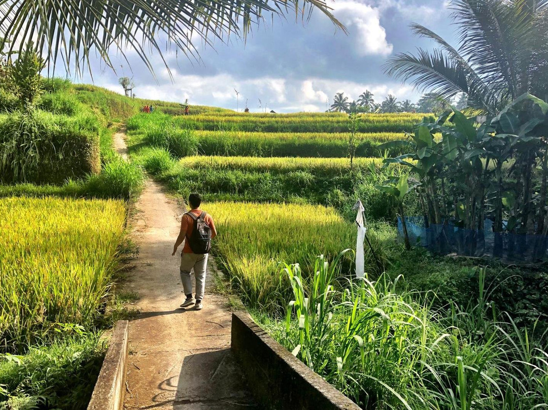 Ubud Rice Field Trekking-佩艳艮必去景点
