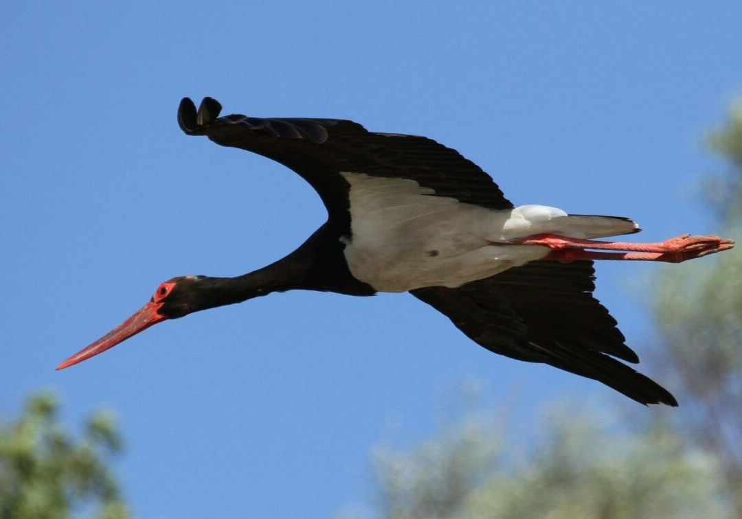 Tajo Natural Birdwatching & Fishing景点图片