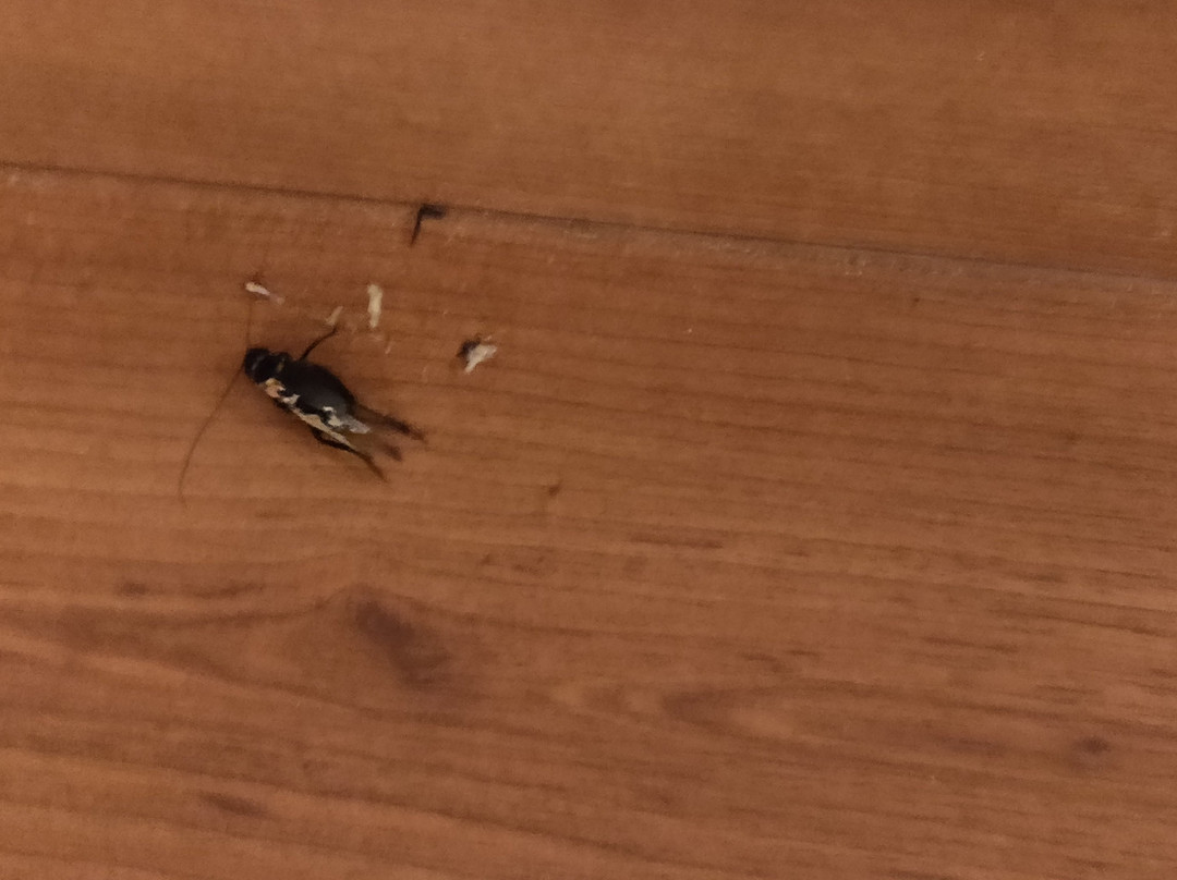 Quality Hotel DV Manor主图