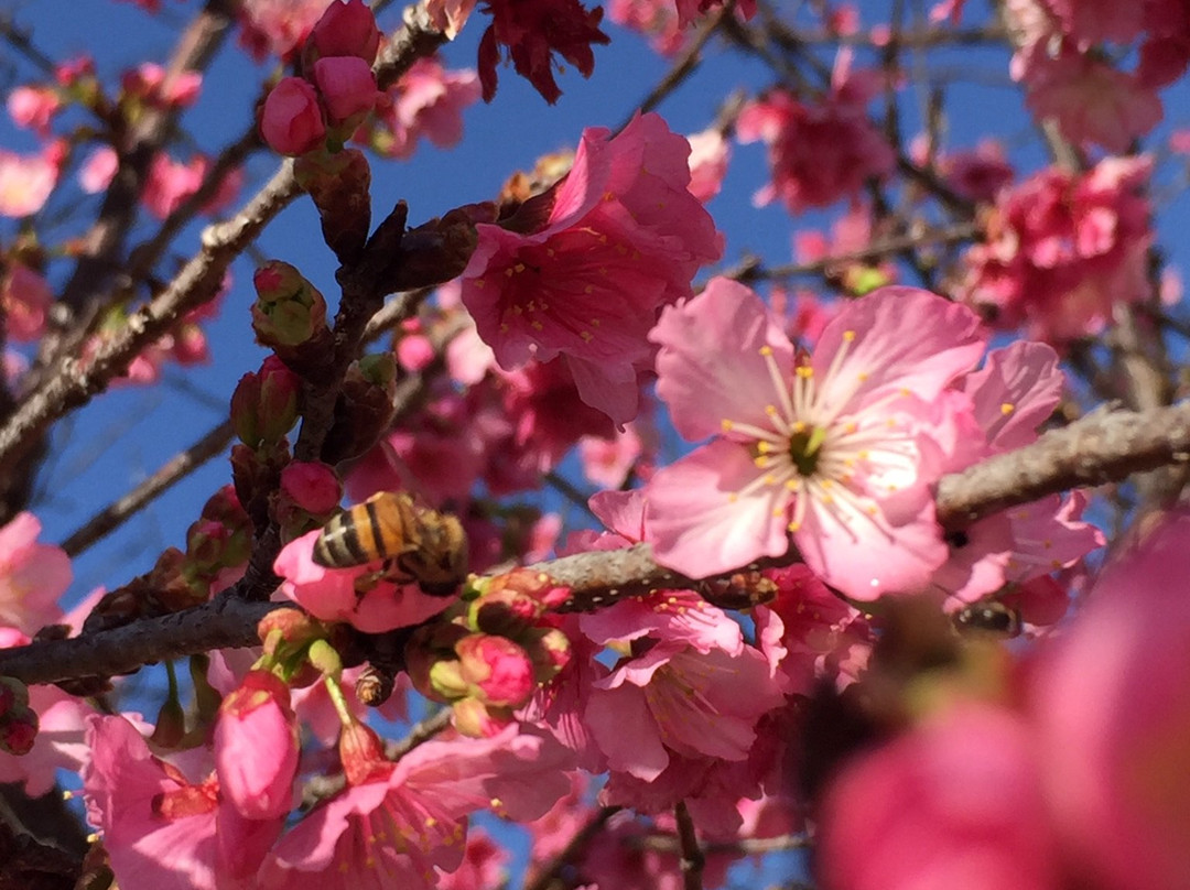 Praça Roque Torce Filho-因达亚图巴必去景点
