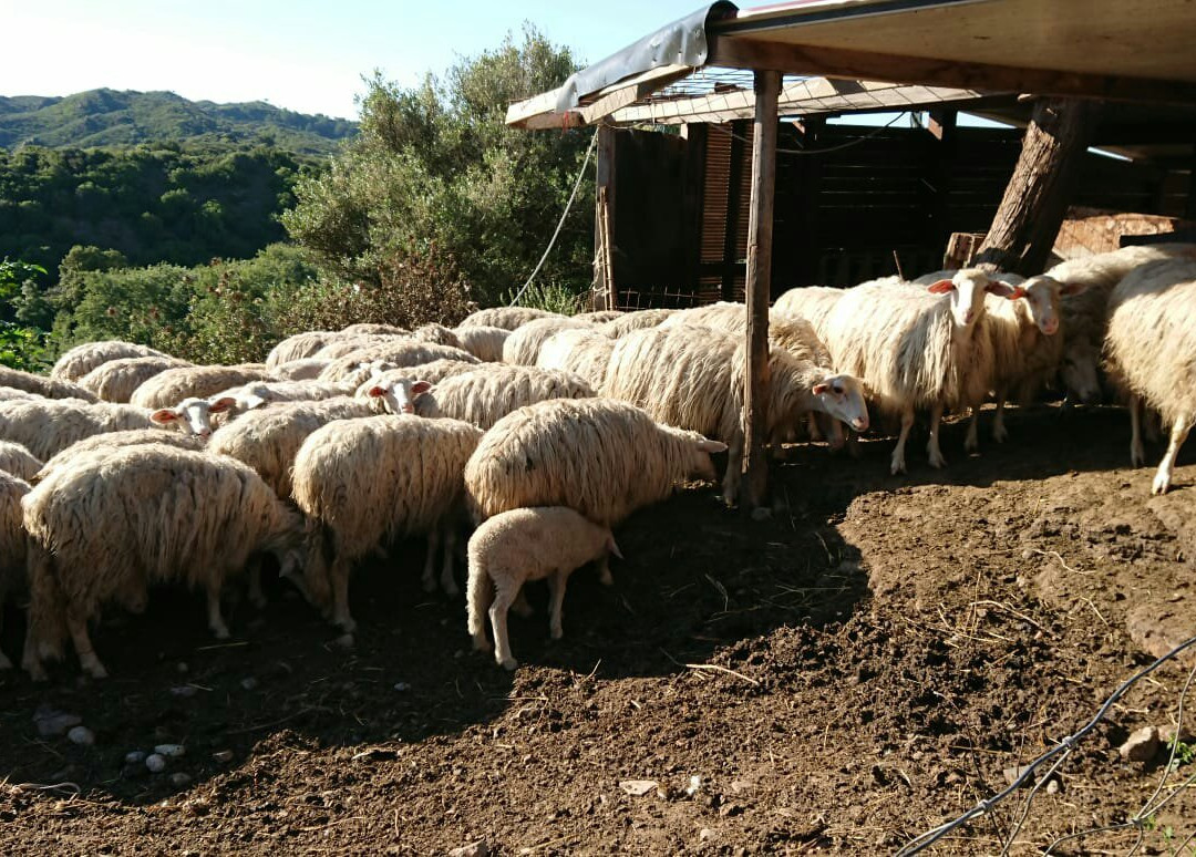 Scuderie De Morimenta主图