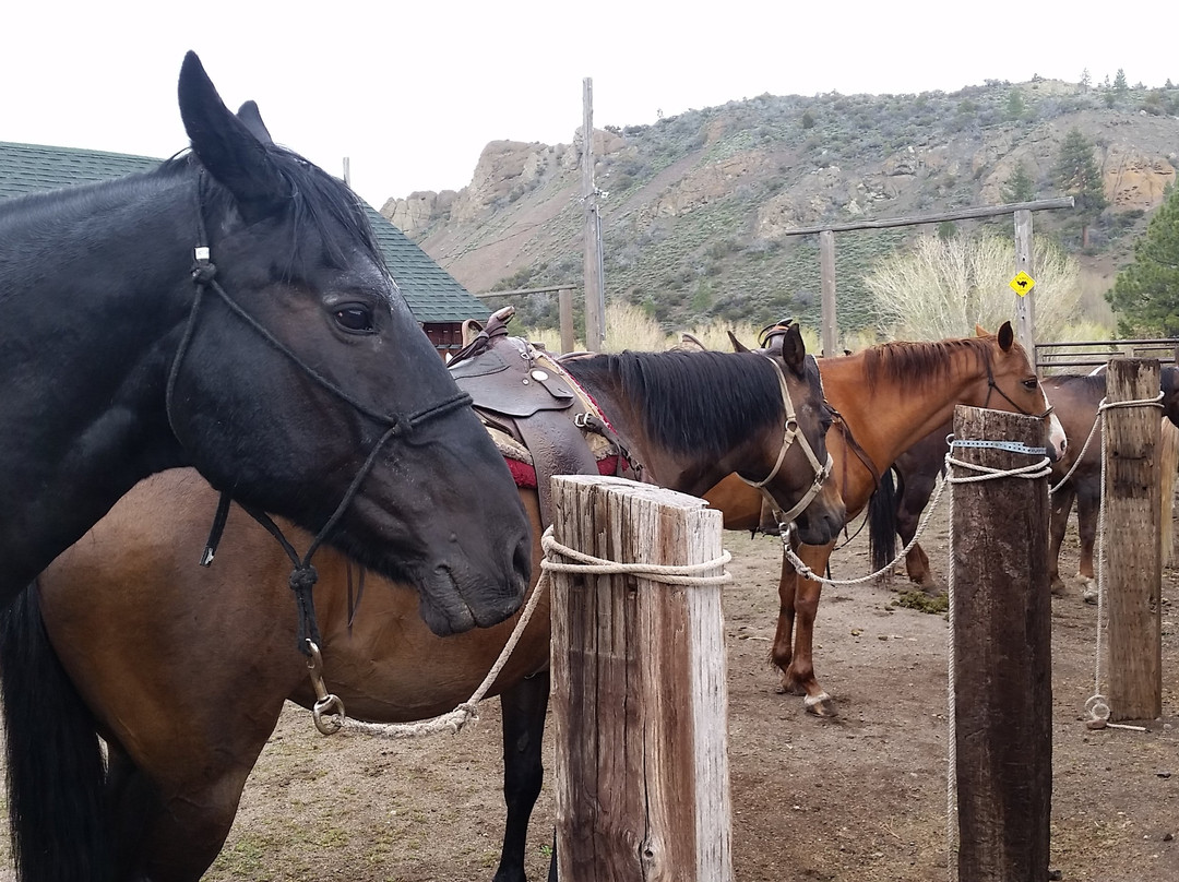 Leavitt Meadows Pack Station景点图片