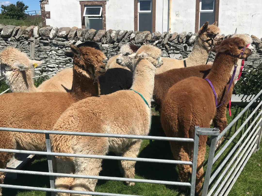 Senwick Alpaca Trekking景点图片