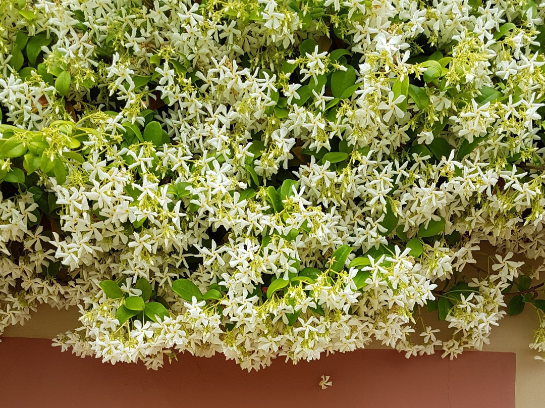 Gato Preto de Silves主图