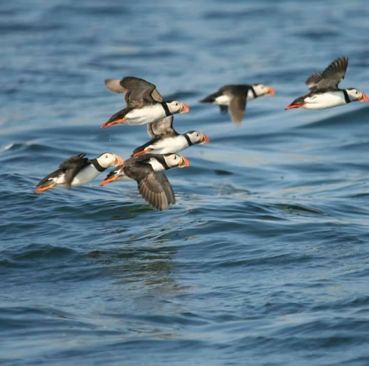 Puffin Cruises景点图片