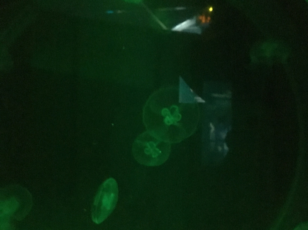 Aquarium des Lagons Nouvelle Caledonie景点图片