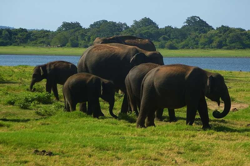 Sam Safari 🐾-Hambantota必去景点