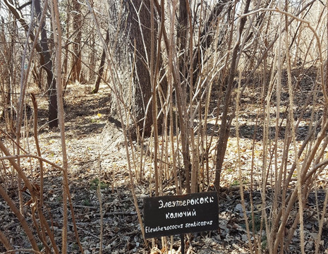 Khabarovsk Arboretum-哈巴罗夫斯克必去景点