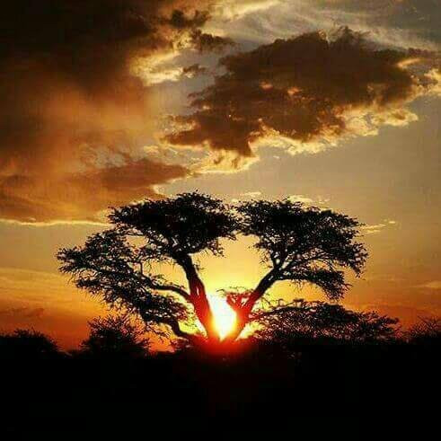 Kameelboom Lodge主图