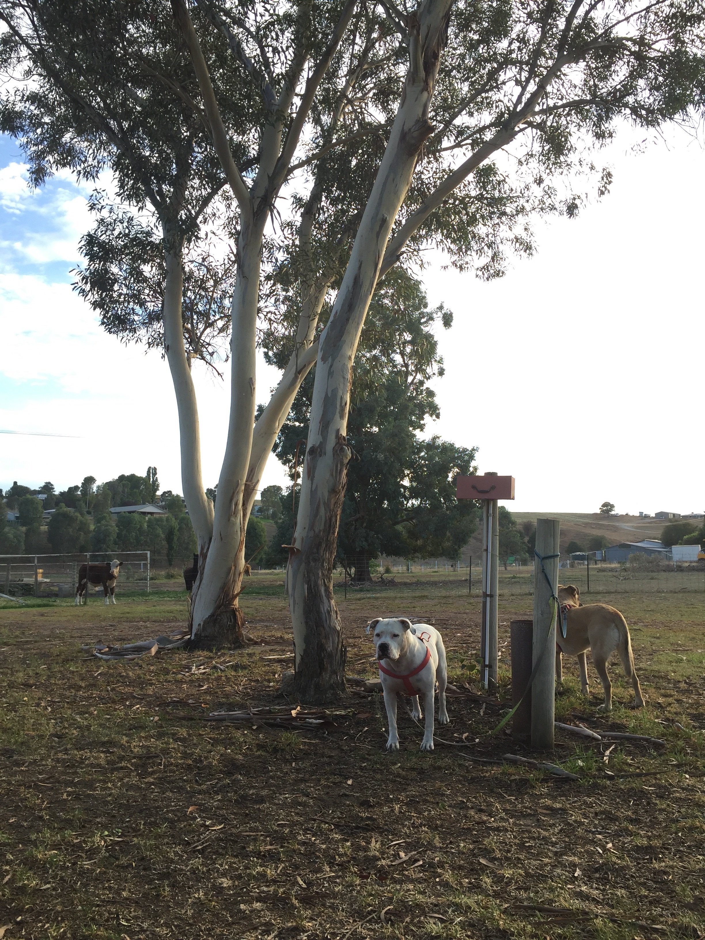 Jugiong Motor Inn-官方