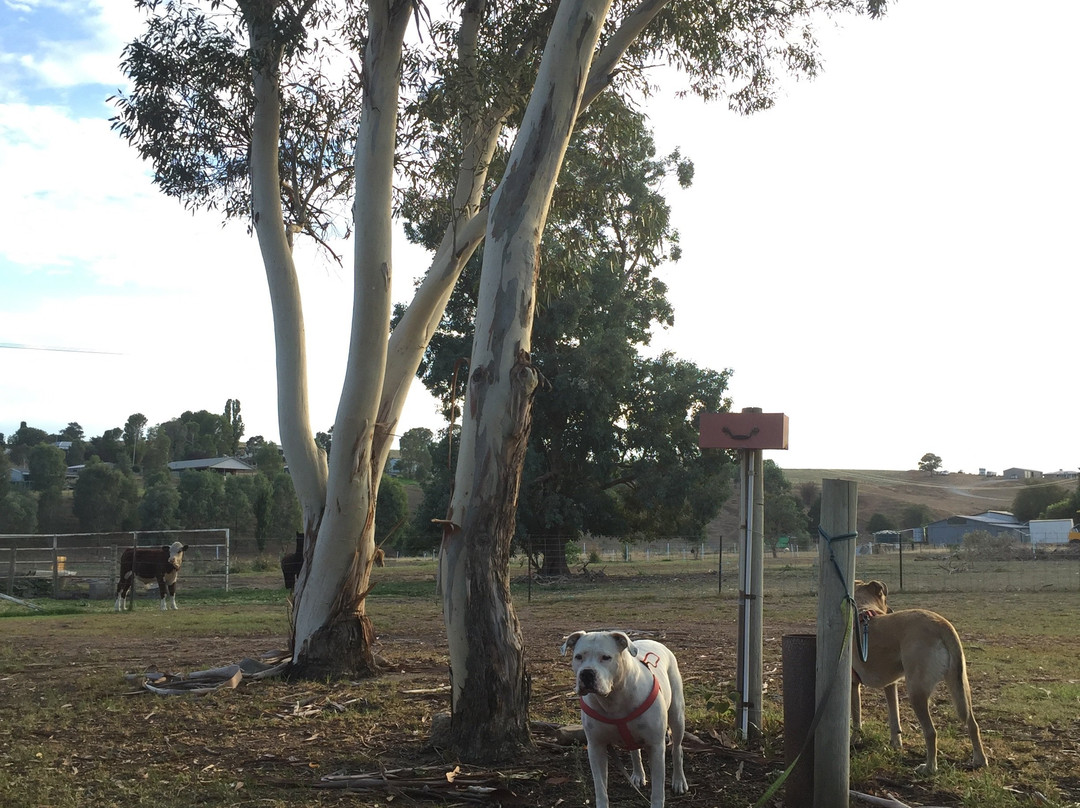 Jugiong Motor Inn主图