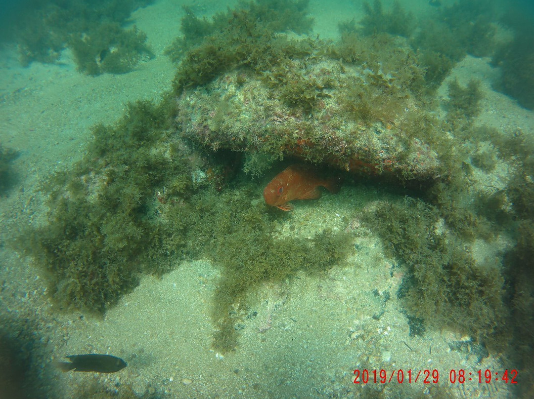 Reserva Biologica Marinha do Arvoredo-Bombinhas必去景点