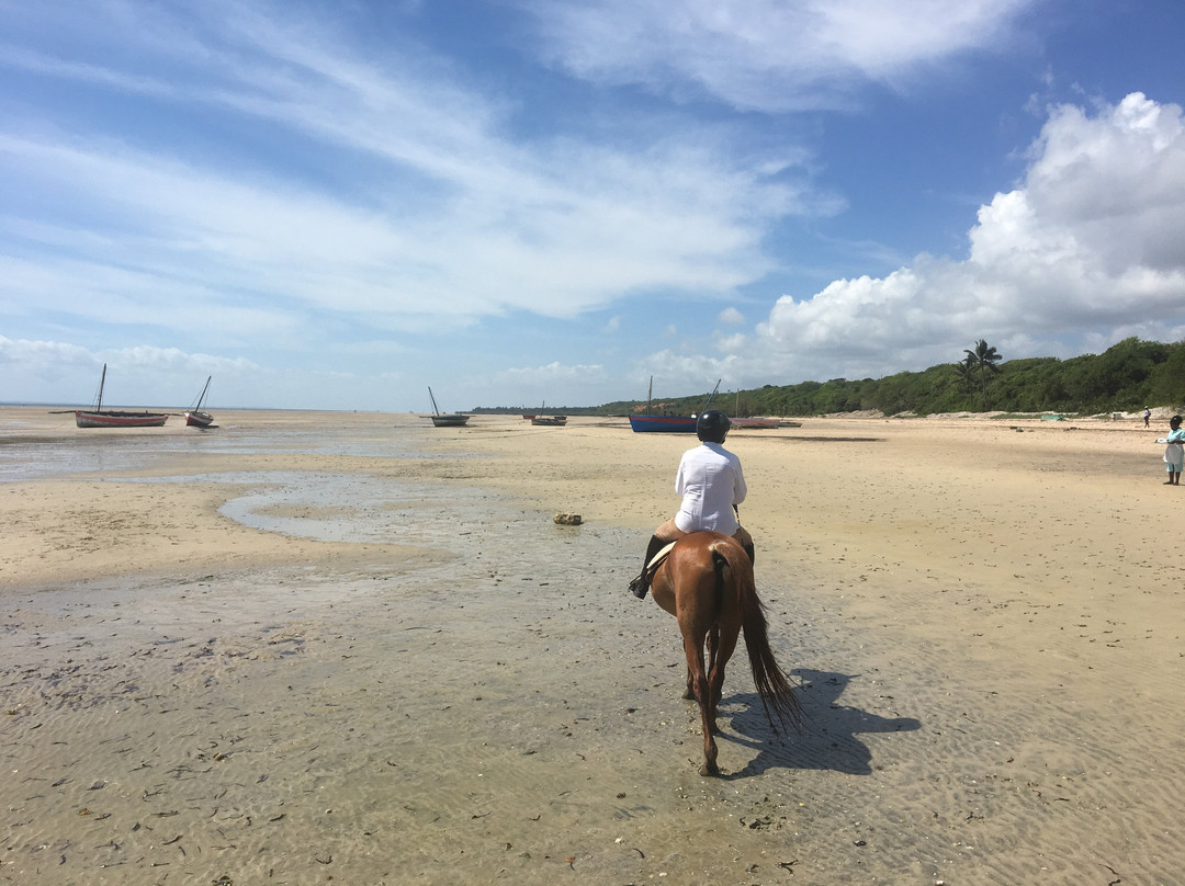 Mozambique Horse Safari景点图片