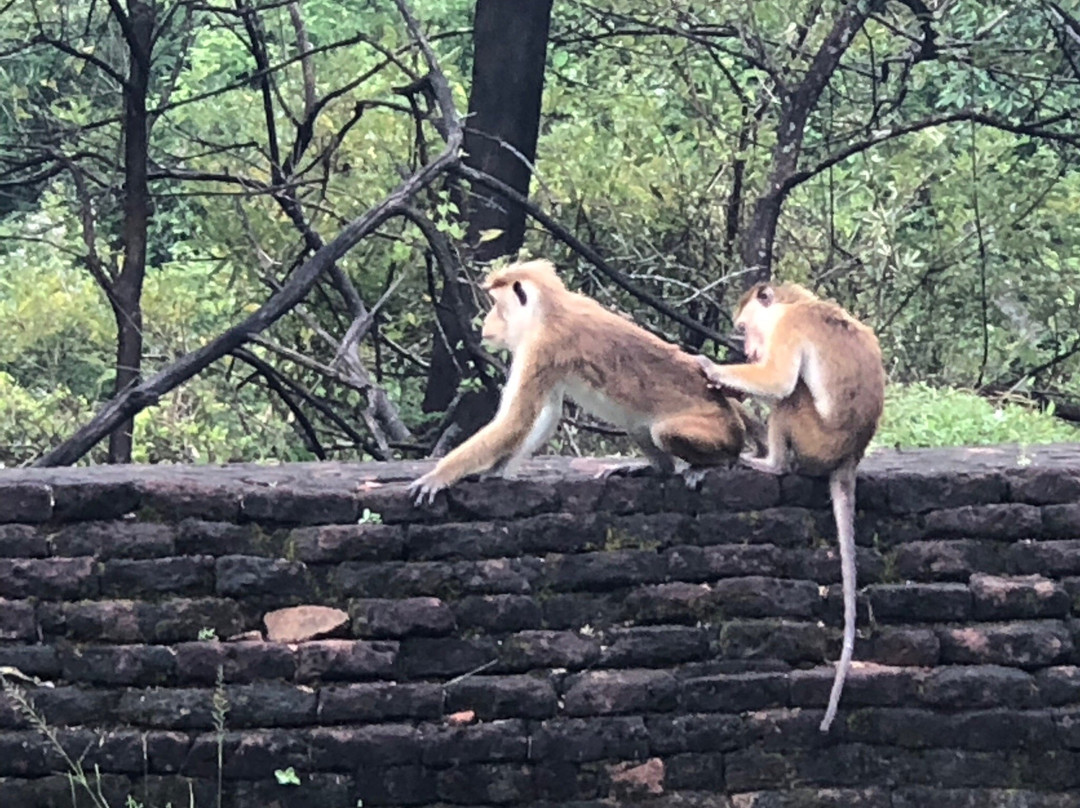 Sri Lanka Guide Tours-赛杜瓦必去景点