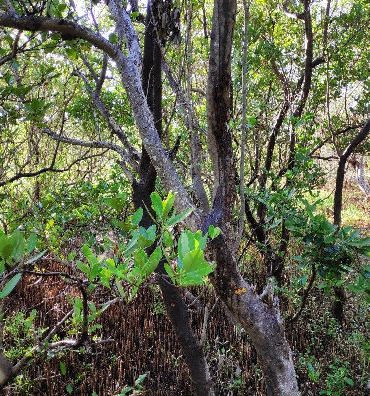 Mangroves of Dzinitun景点图片