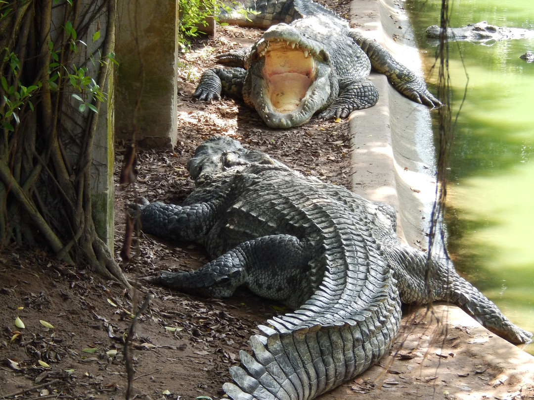 Blue Sky Crocodile Land (Long Xuyen Crocodile)-Long Xuyen必去景点