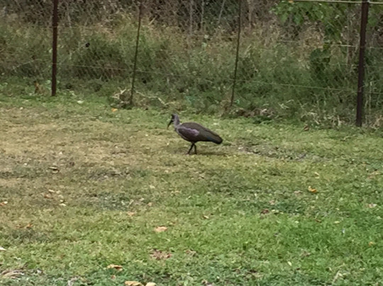 Red Hill Birding-芝加哥必去景点