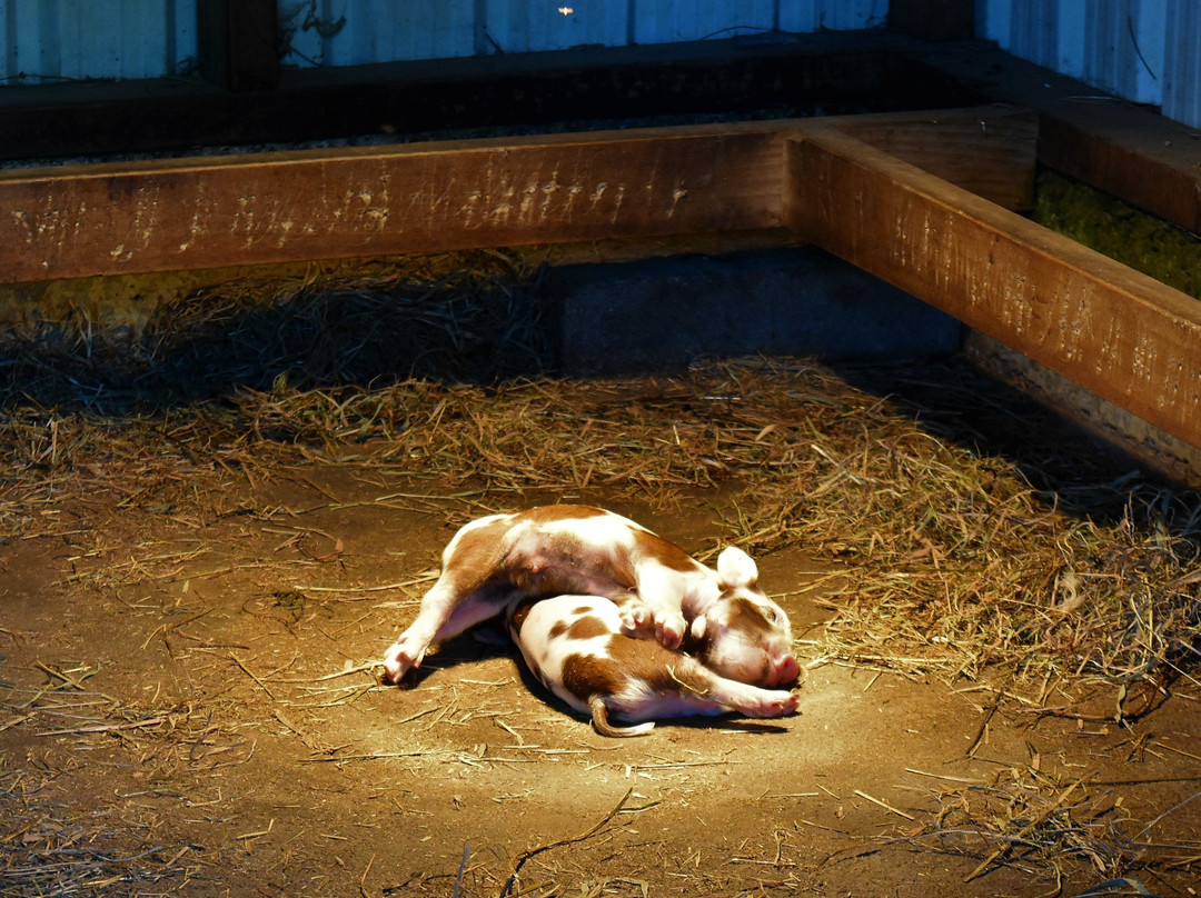 Stoney Oaks Wildlife Park-Inglewood必去景点