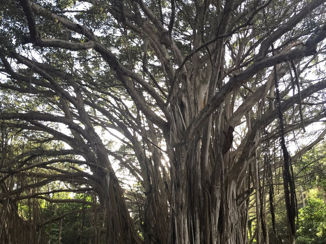 Kawela Bay Beach-卡胡库必去景点