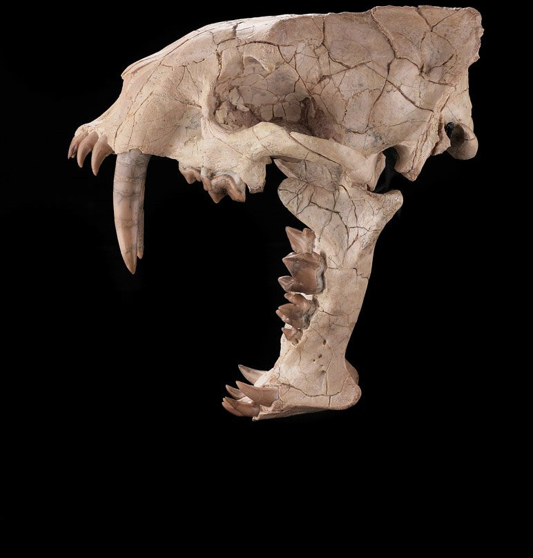 Dave's Down To Earth Rock Shop-埃文斯顿必去景点