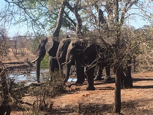 Honeyguide Khoka Moya & Mantobeni Camps主图