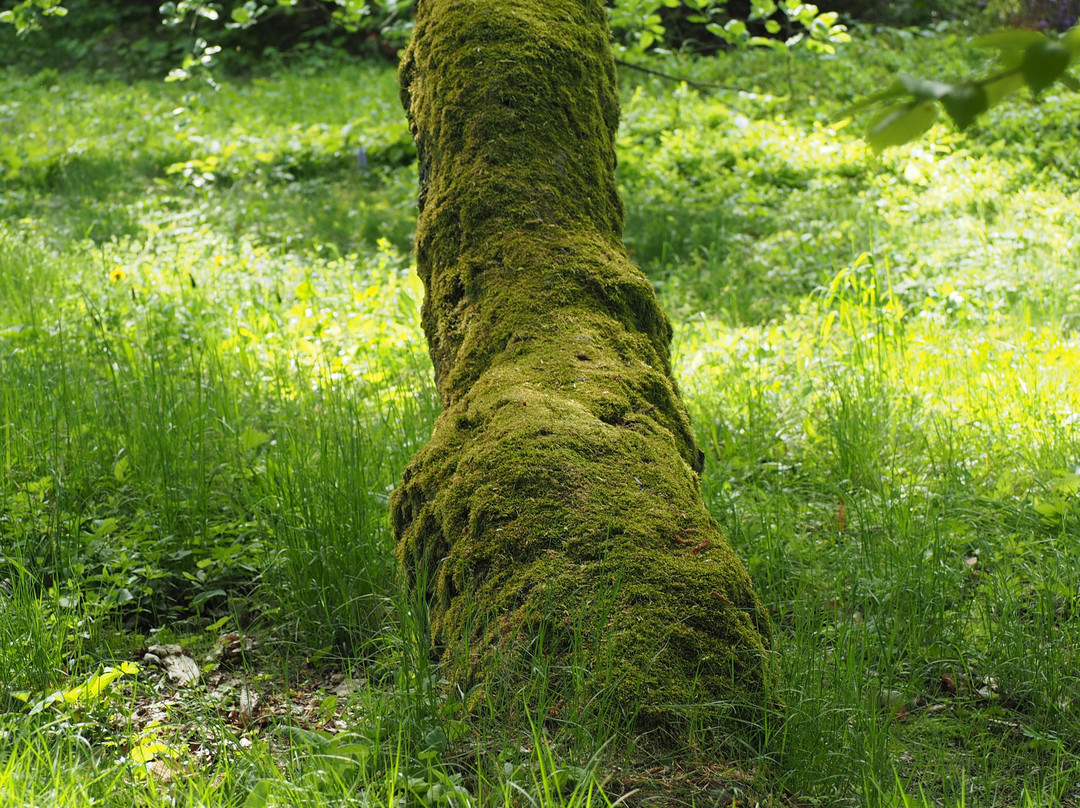 Arboretum SGGW景点图片