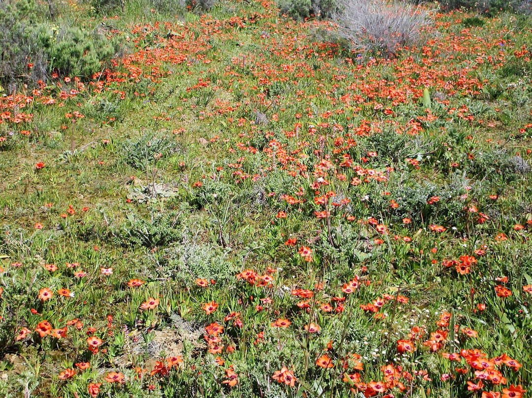 Hantam National Botanical Garden-Nieuwoudtville必去景点