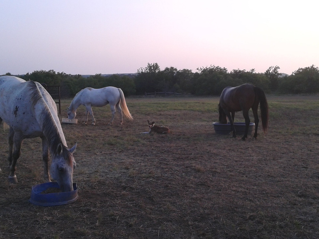 Black Mustang Ranch-Pilot Point必去景点