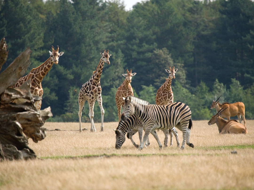 Knuthenborg Safaripark-马里博必去景点