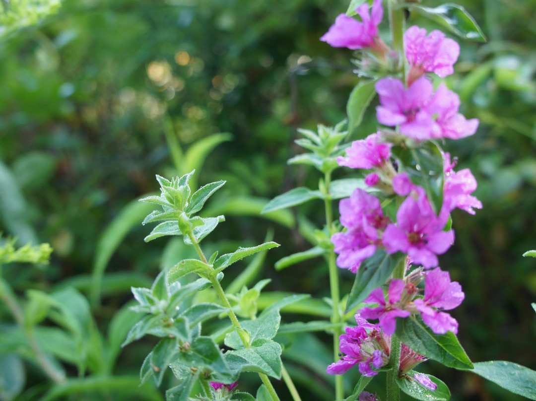 The Elm City Carriage Barn Bed & Breakfast主图