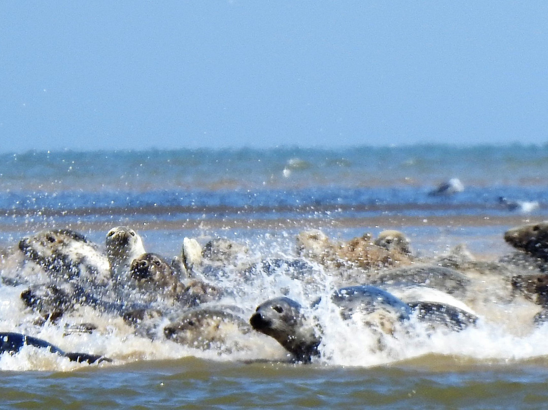 Seal Trips at Yarmouth-大雅茅斯必去景点