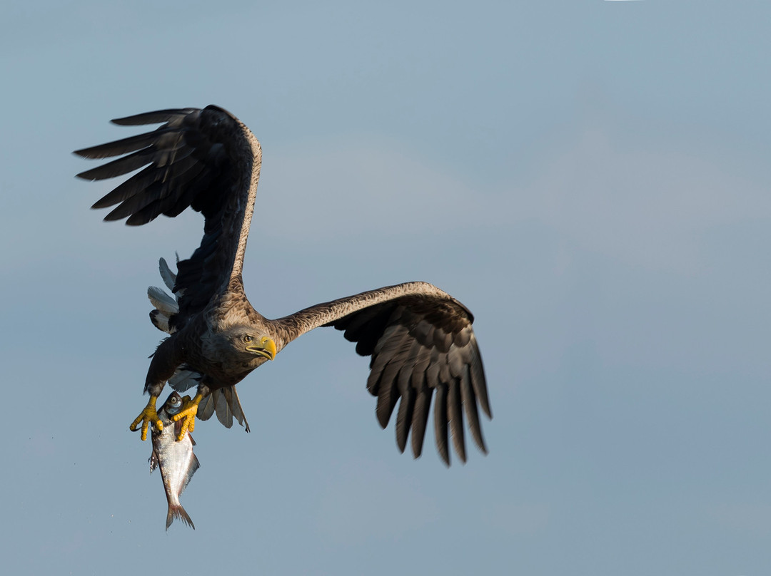 Fotołowy  - Orły z Bliska (Eagles of the Oder Delta )景点图片