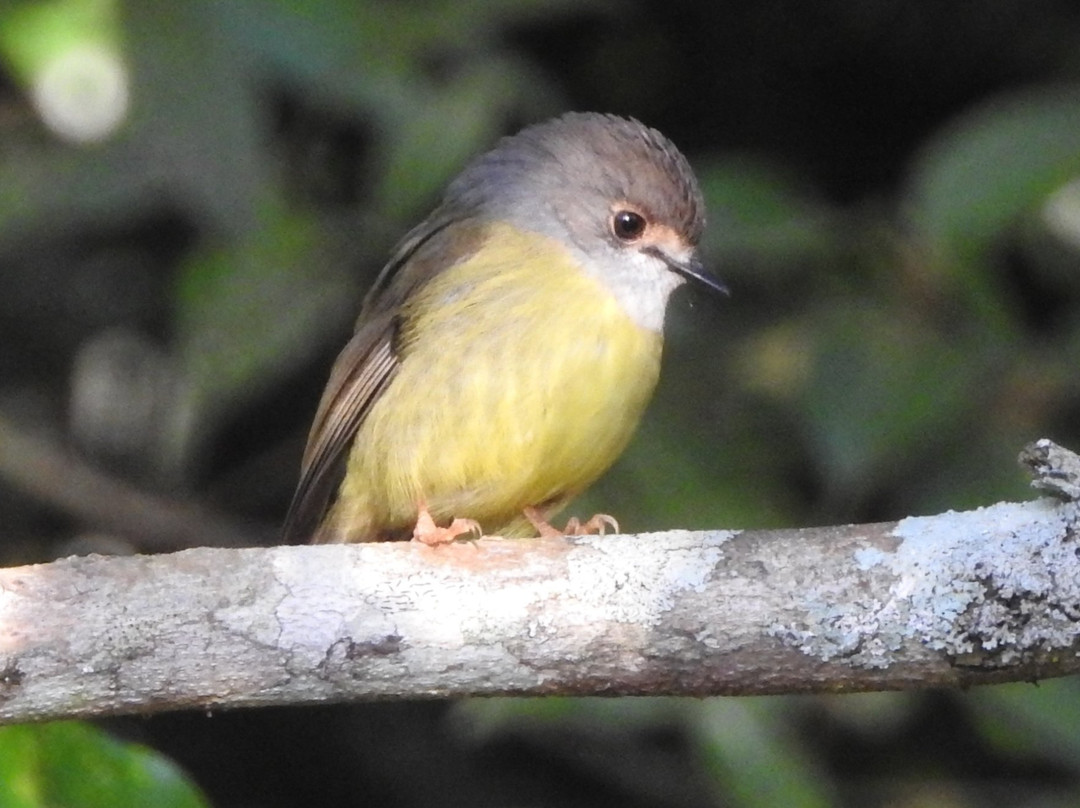 Bonadio's Mabi Wildlife Reserve景点图片