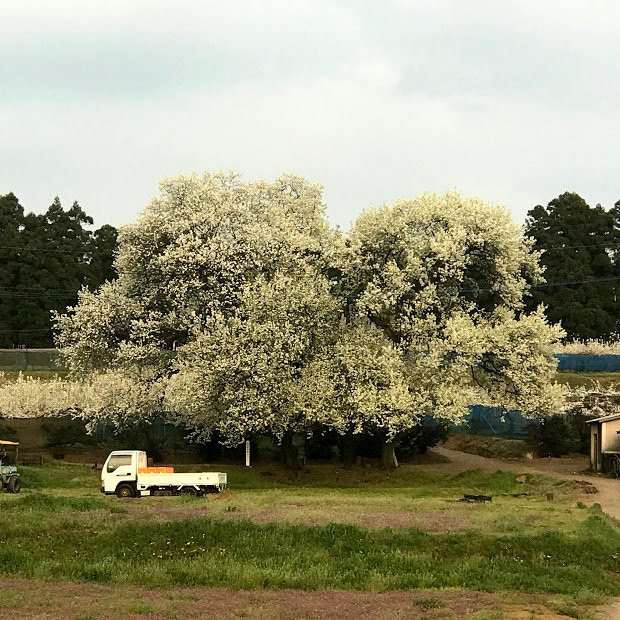 Hitatoribaru Orchards-日田市必去景点