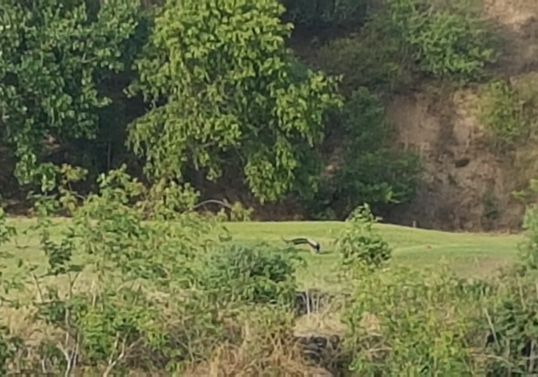 Forest Hill Golf & Country Club主图