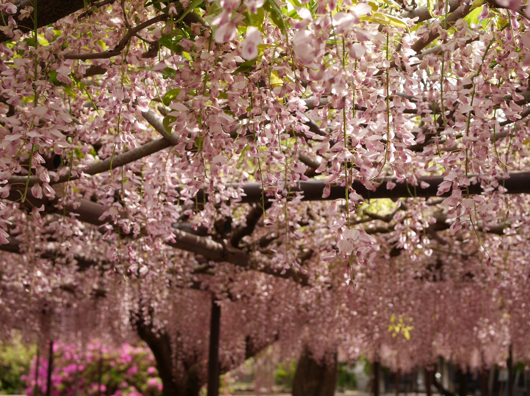 Tyosenji Temple-本庄市必去景点
