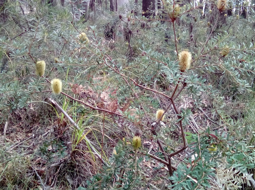 Wombat Trail-Trentham必去景点