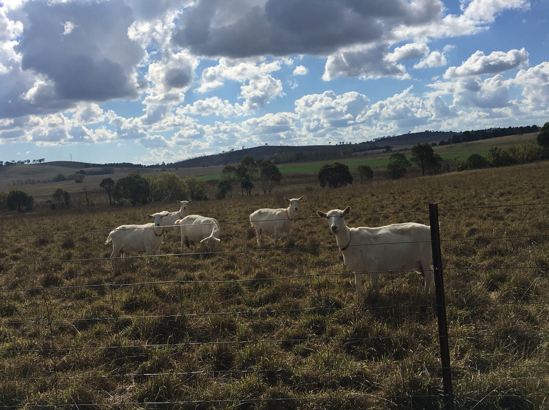 Sunhill Dairy Goats景点图片