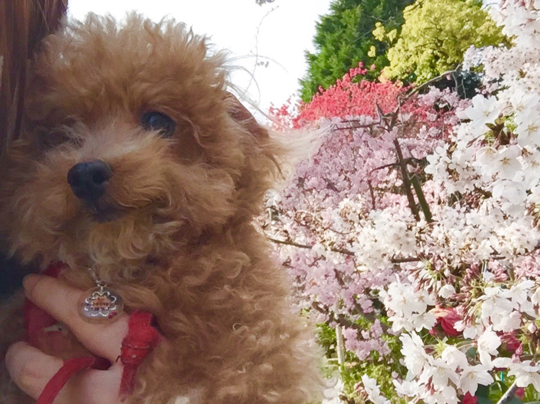 Kishiwada Central Park-岸和田市必去景点