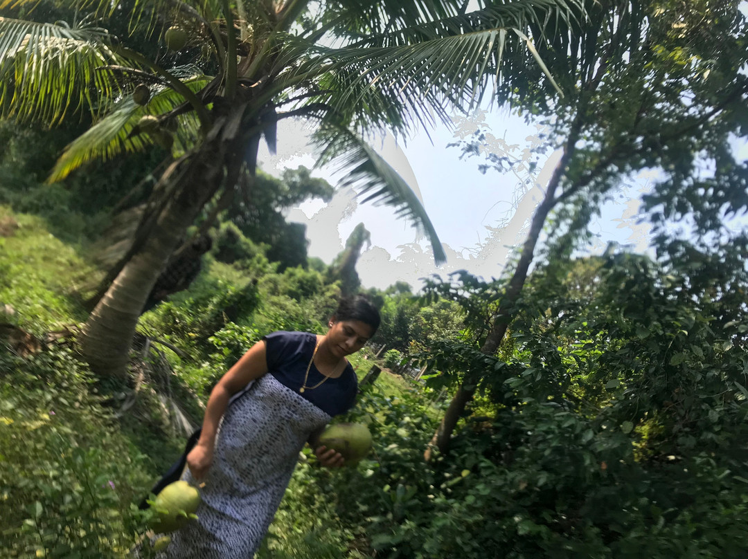 Purple Coot Resort主图