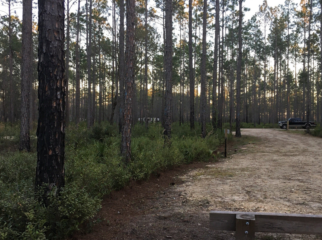 Cary State Forest-Bryceville必去景点