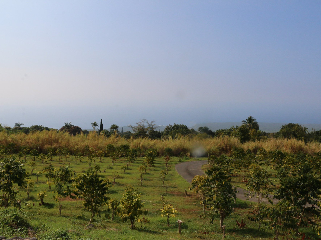 Pele Plantations-卡慕也拉必去景点