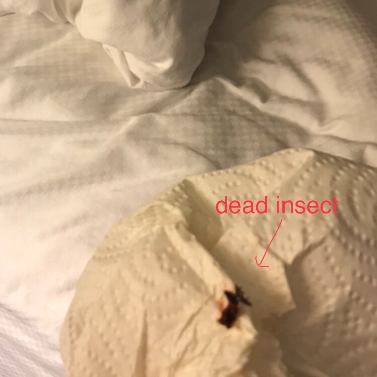 Candlewood Suites Sayre By IHG-官方